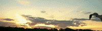 Animated Eage w/Flags (small) from http://www.geocities.com/pocono18301/animatedpowmia2.html